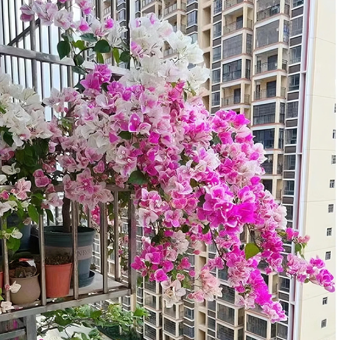 漳红樱 三角梅 盆栽阳台美丽土壤移栽施肥晒太阳养殖养护盆栽