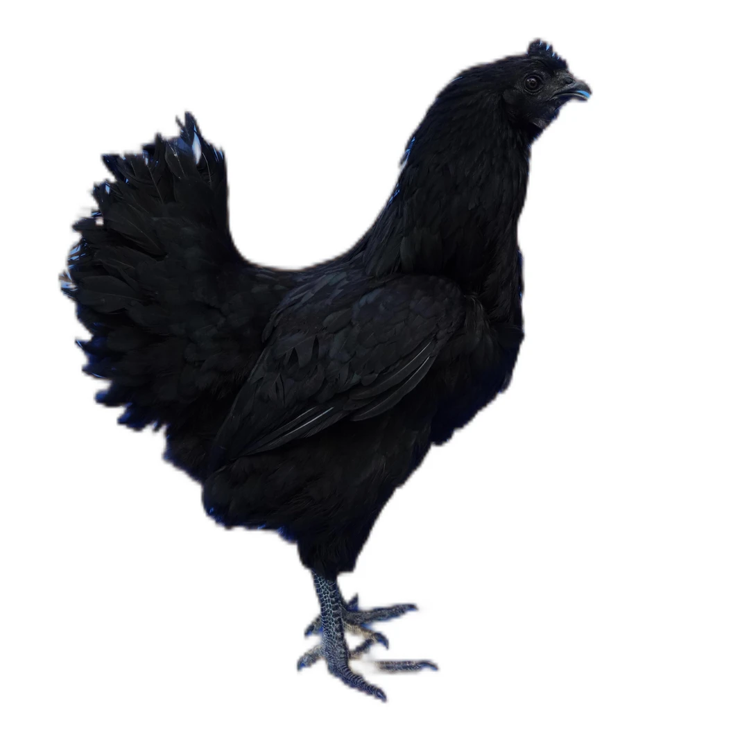 宇多旧院黑鸡老母鸡生态散养18月龄真空速冻 肉质富硒净重2-2.5斤