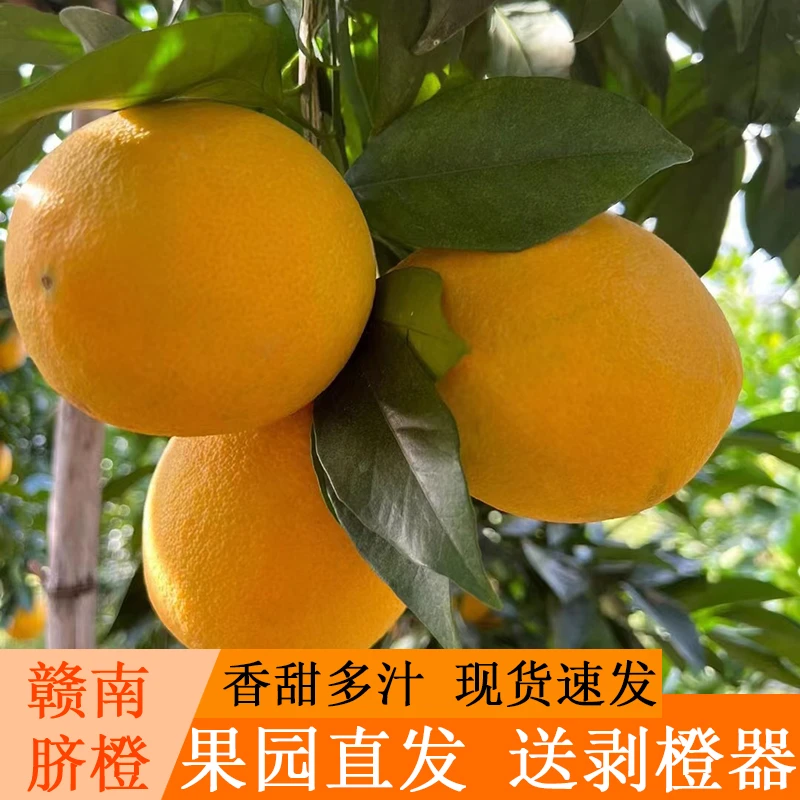 友鲜江西正宗赣南脐橙产地直发新鲜采摘当季水果带箱5/10斤