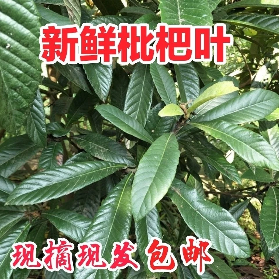 云南蒙自高山三十年老树枇杷叶包邮
