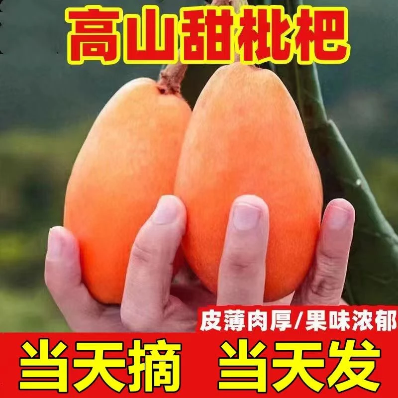 【送枇杷叶】云南高山种植蒙自枇杷新鲜现摘皮薄多汁长虹五星包邮