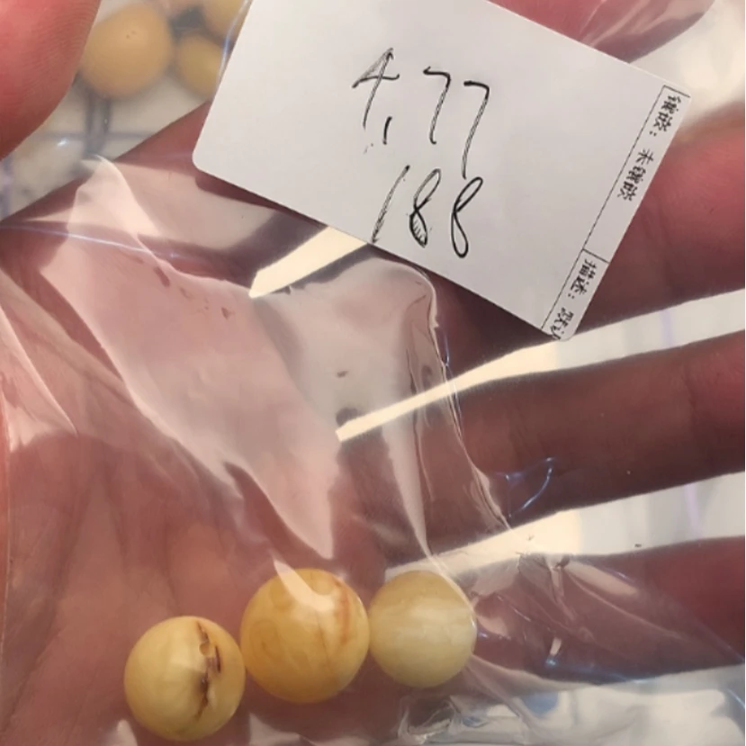 【闪购商品】琥珀颈饰未镶嵌