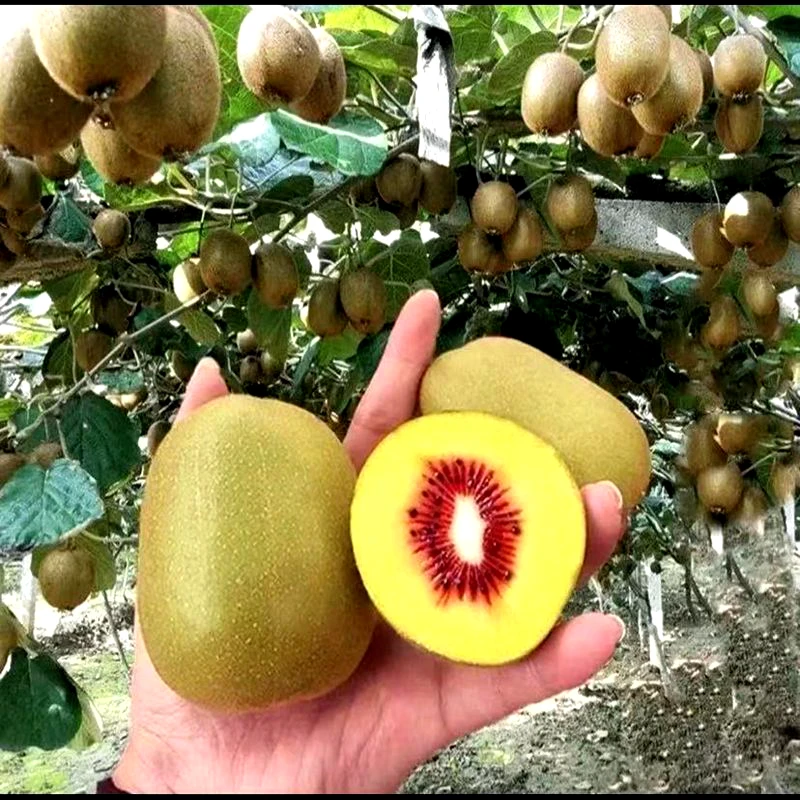 爬藤王五月下旬长惊喜翠香徐香红阳红心金艳佳沛公母雌雄同株绿植