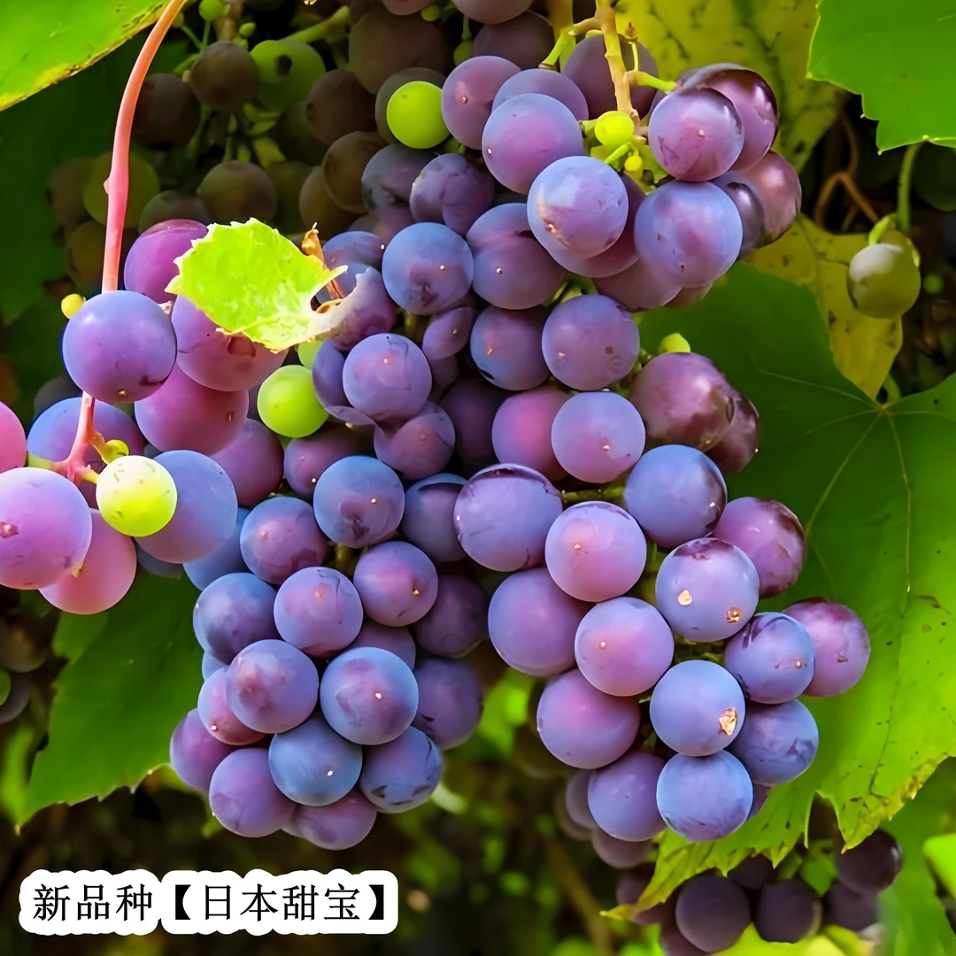 新品种绿植盆栽地栽大型绿植南北方易种植物四季种植大田阳台小院