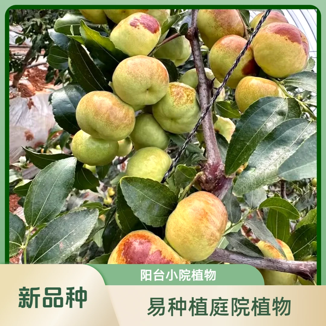 枣新品种冰脆潘早冬绿植盆栽地栽大型绿植南北方易长春藤四季种植