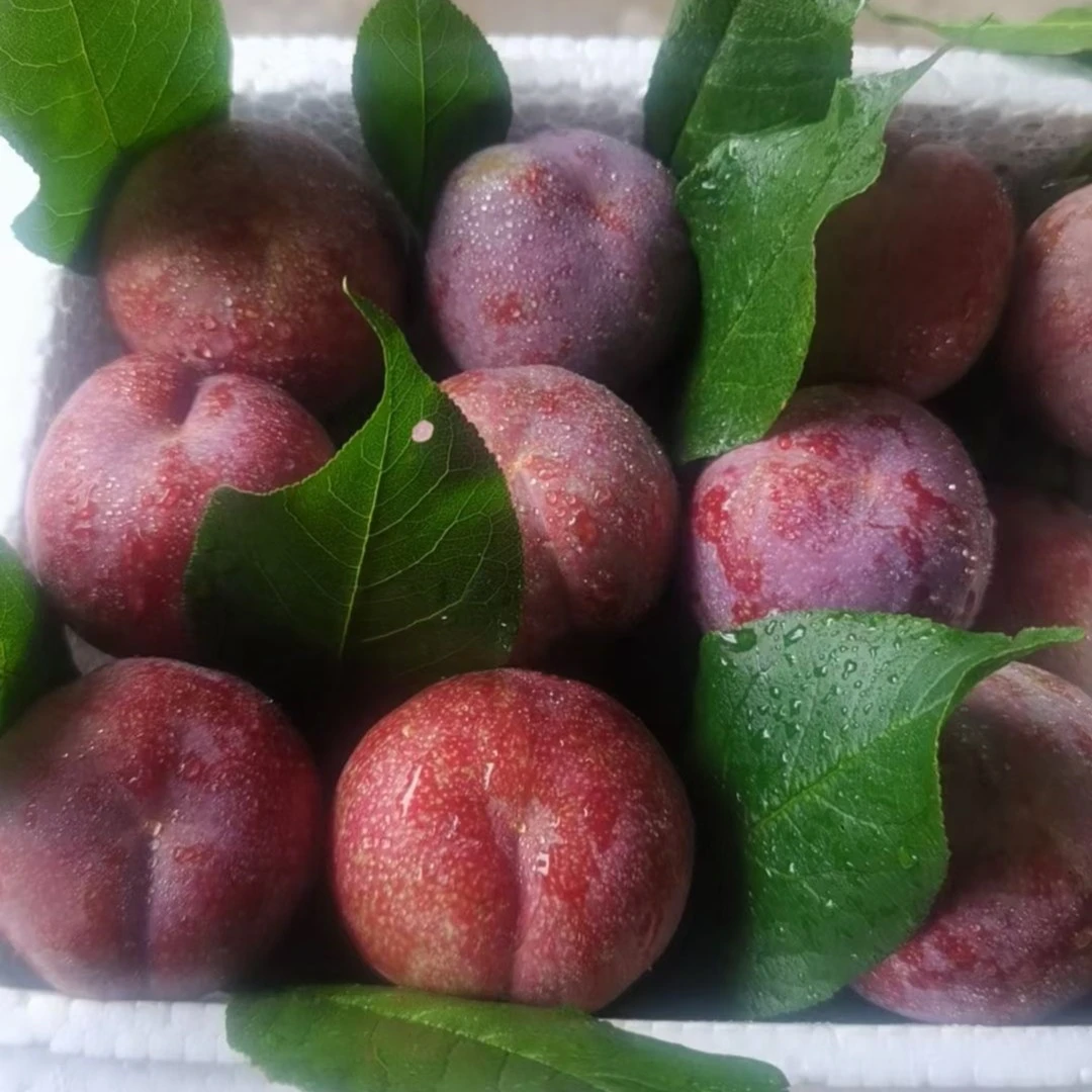 钱排红心三华李子新鲜采摘果园直发口感酸脆爽口坏果包赔包邮到家