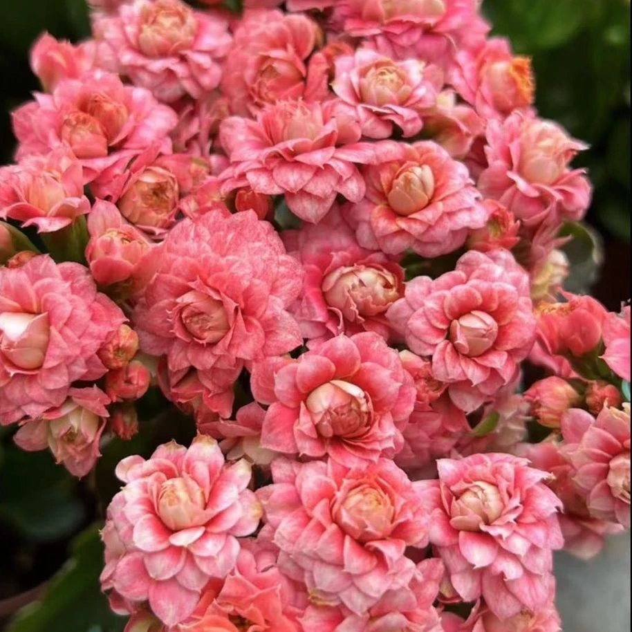 沉鱼落雁大花 独杆长寿网红品