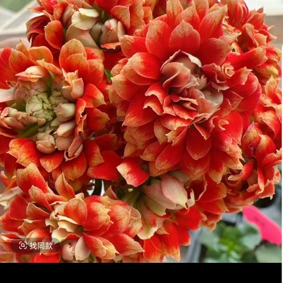 光辉岁月大花复色 独杆长寿网红品种