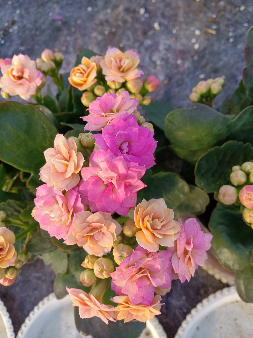 夏荷复色母本 长寿花网红品种