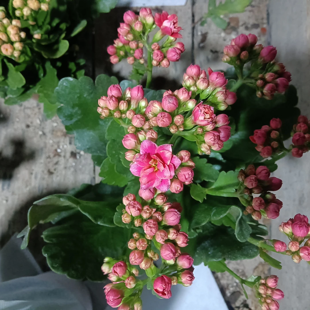 胭脂雪独杆 泽家长寿 长寿花网红复色品种