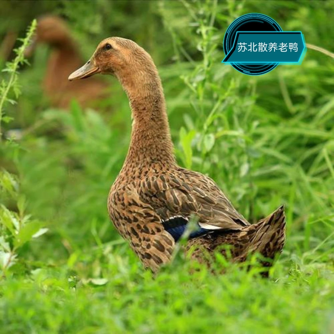 苏北塘口散养老鸭三年以上
