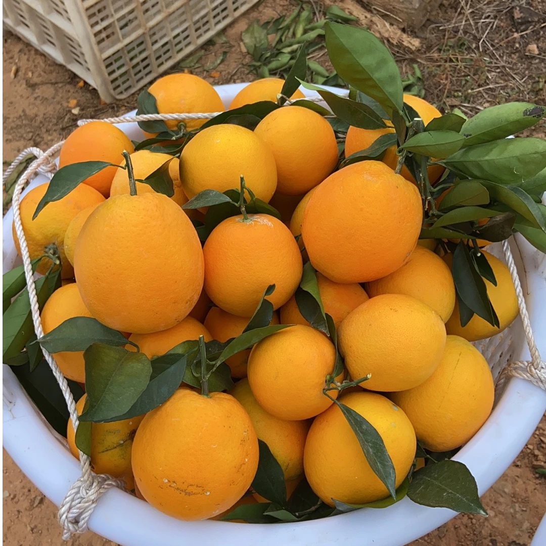 【正宗赣南信丰老树脐橙20斤装】不催熟不打蜡新鲜水果现摘现发