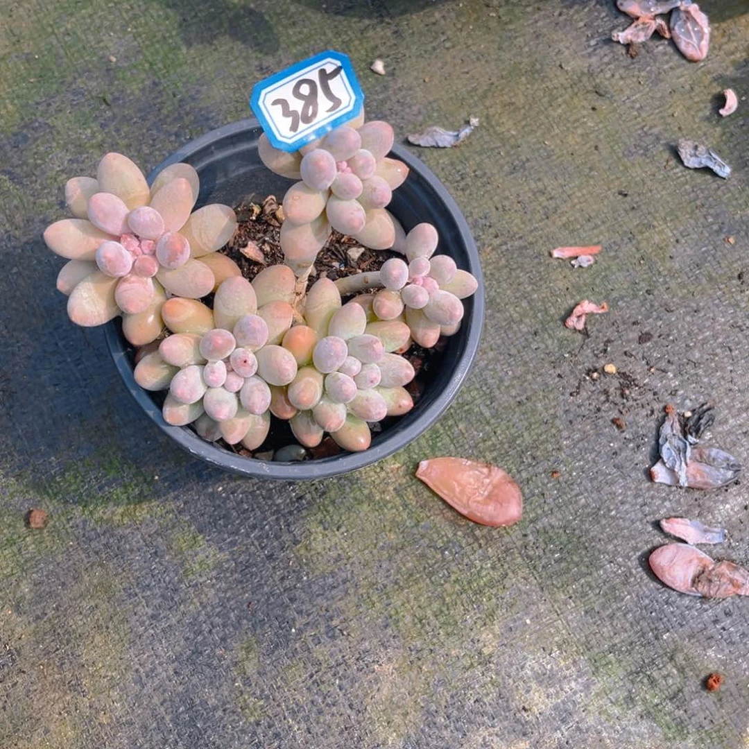 柒385汤圆12345678