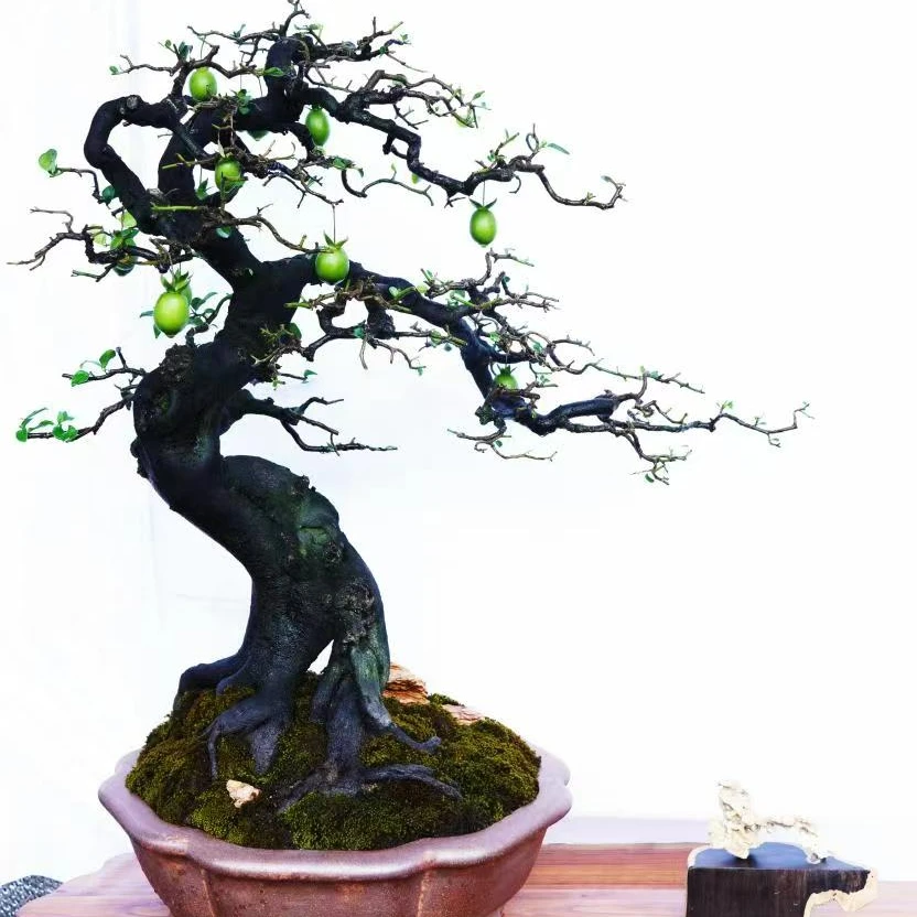 金弹子瓶兰花盆景素材（直播间一拍一付）