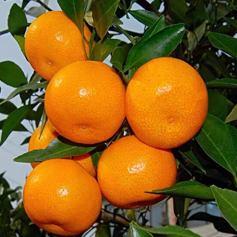 现摘贵州高山蜜橘新鲜橘子水果孕妇水果柑橘黄皮蜜桔黄皮橘子