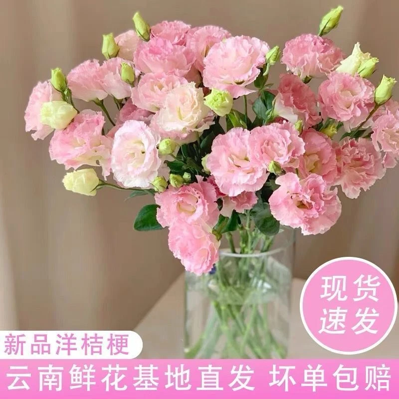 【顺丰包邮】稀有洋桔梗   新鲜耐养 好养护基地直发 花期长 好养护