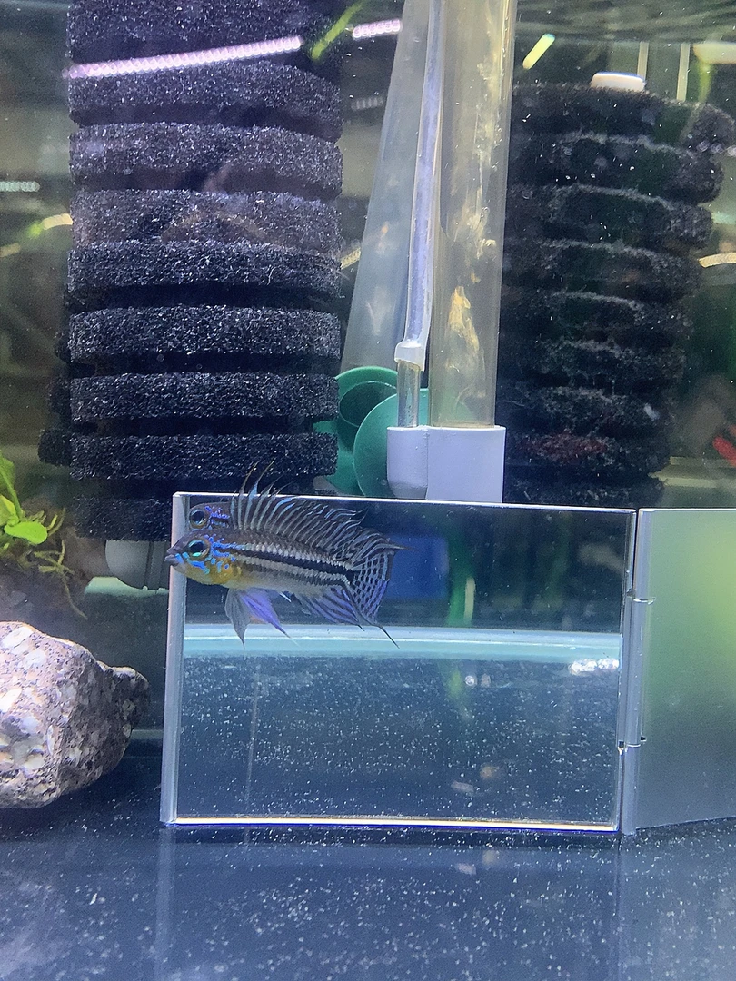 泰菲酋长短鲷鱼 南美短鲷鱼 热带鱼 观赏鱼 淡水鱼  饲养活体