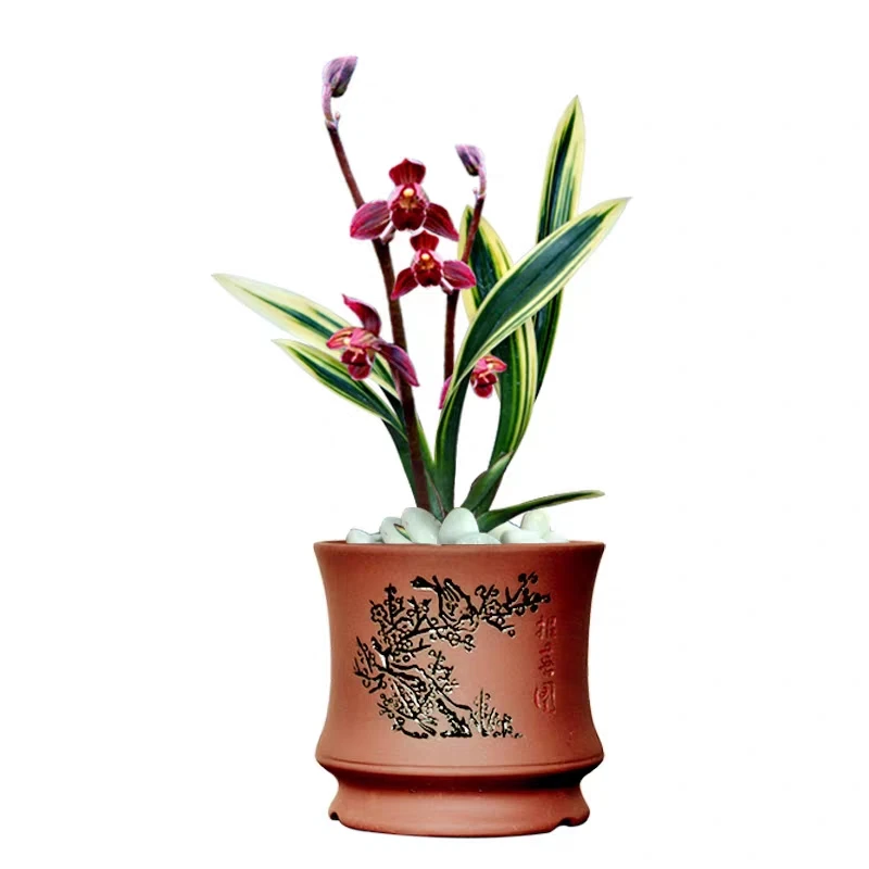 【精品兰花一物一拍】建兰四季兰墨兰春兰花卉绿植好养易活浓香型
