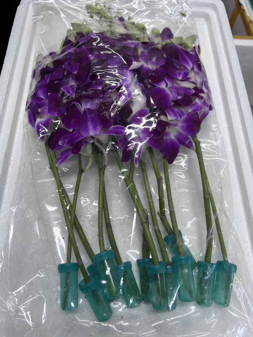 高端大气的扬兰花