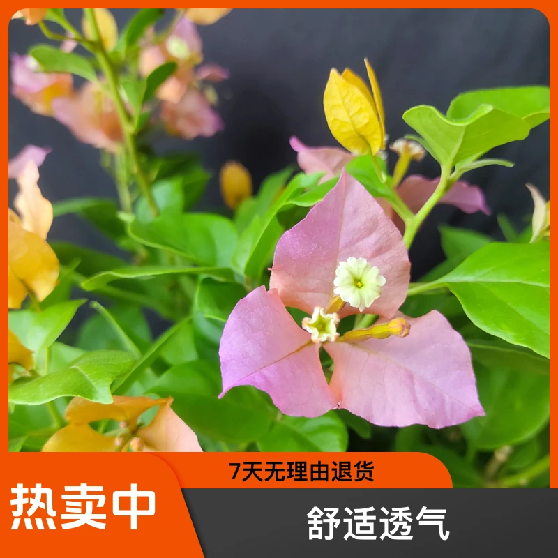 变色龙三角梅室外阳台庭院花卉