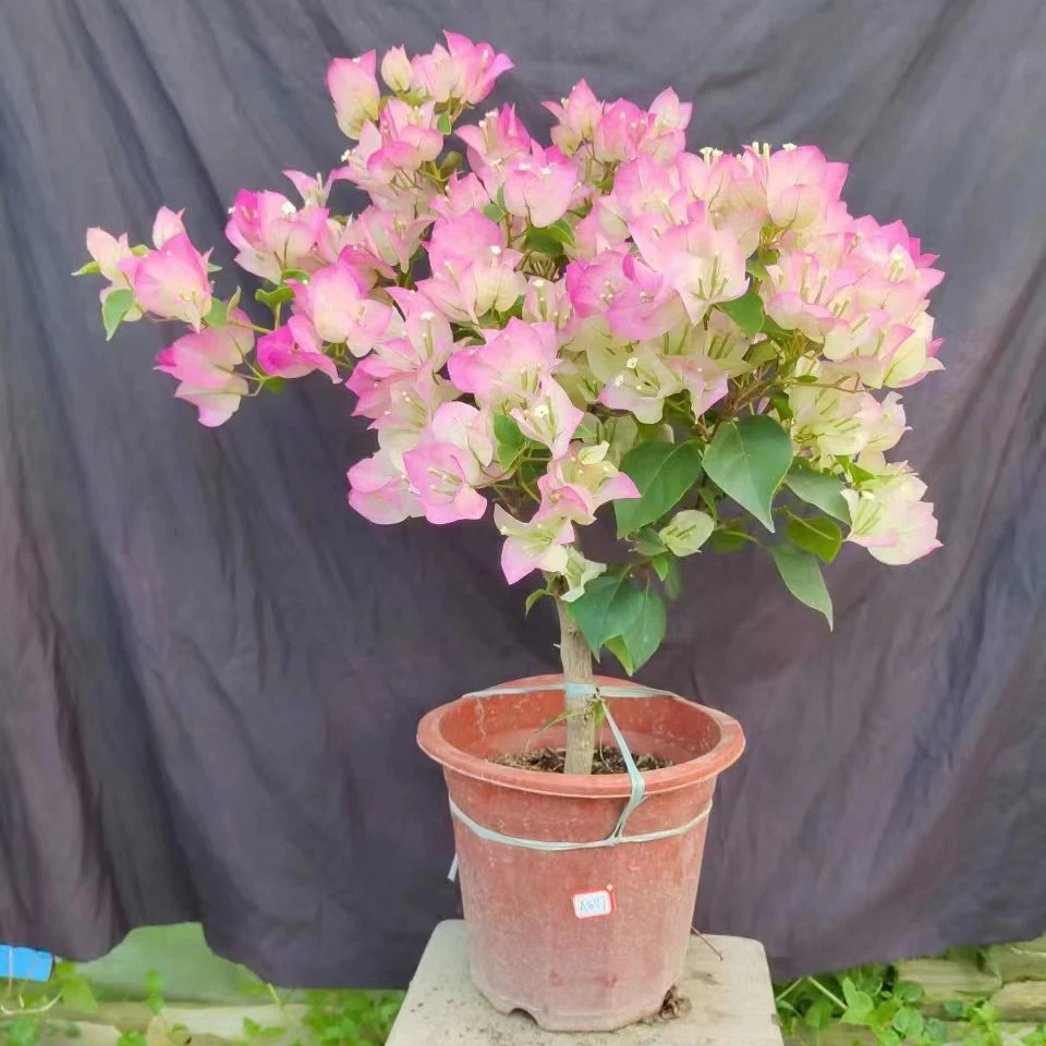 绿叶樱花三角梅勤花阳台庭院花卉绿植