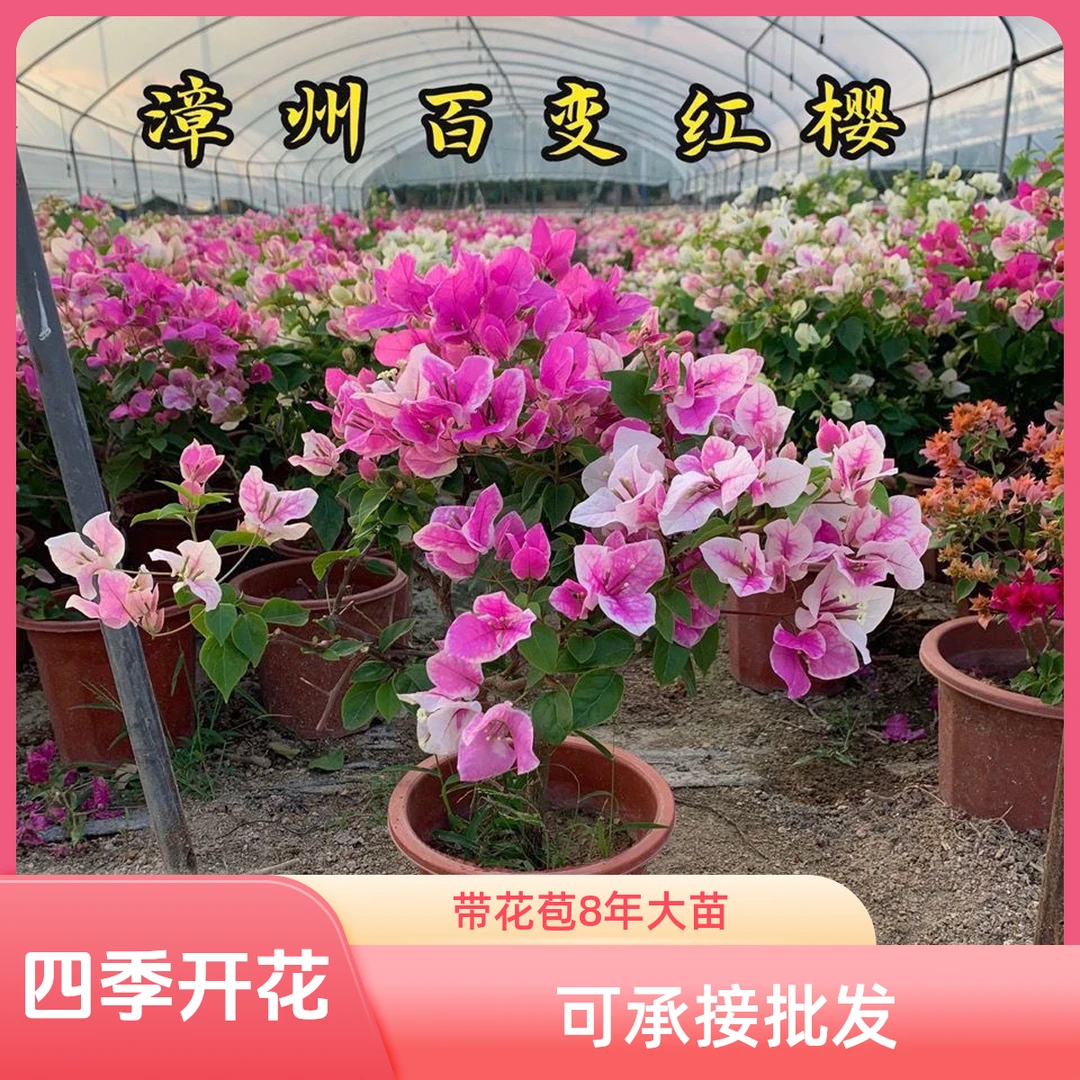 红樱 带花苞8年大苗 原盆原土 花卉绿植盆栽植物好养四季开花