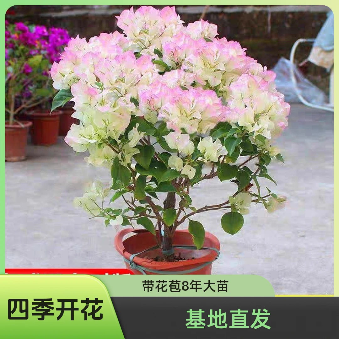 绿樱 带花苞8年大苗 原盆原土 盆栽植物好养四季开花
