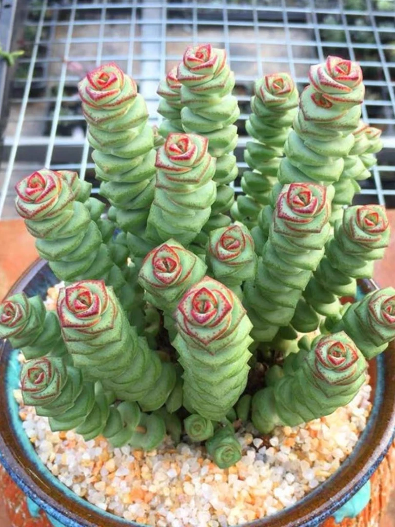 【凑满15元包邮】钱串多肉 零度以下拍保温箱