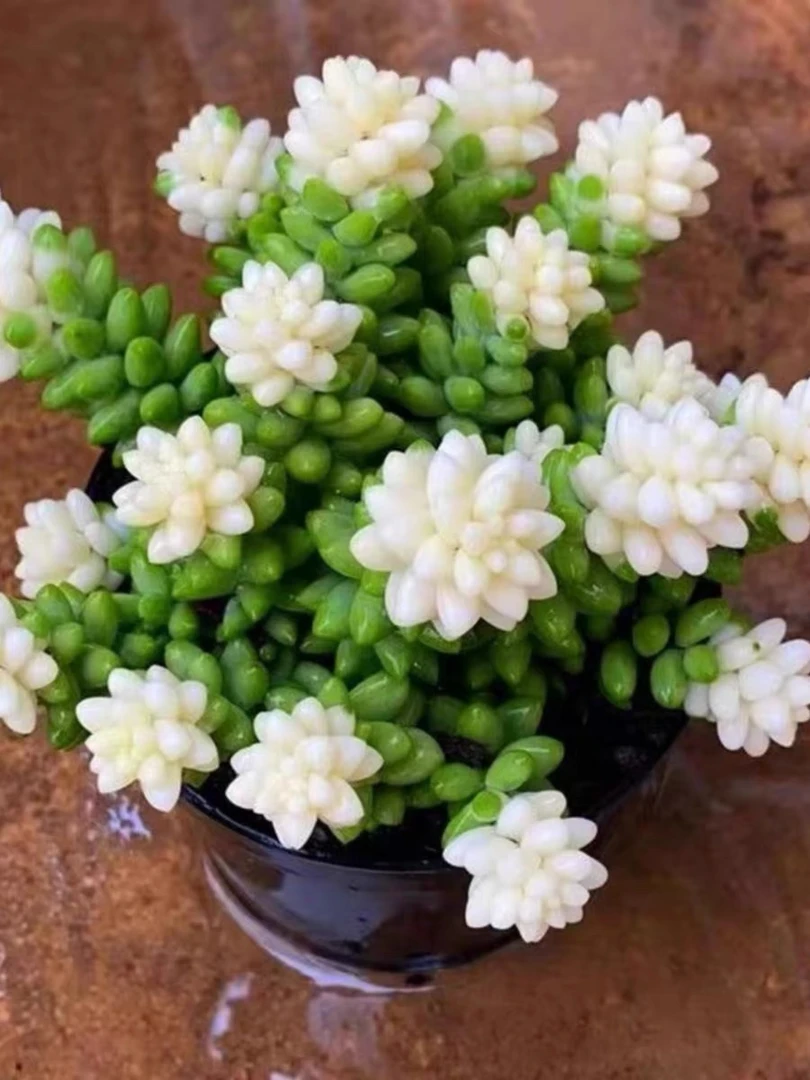 【凑满15元包邮】雪花玉坠锦