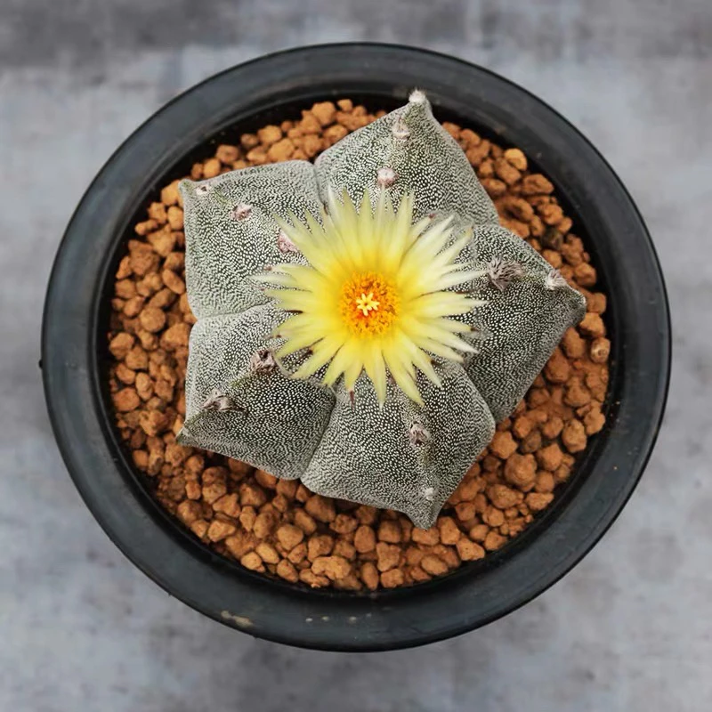 ［满15元包邮］白色五角星仙人球多肉