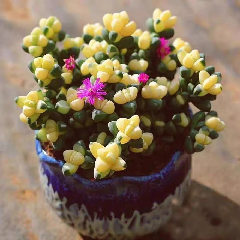 ［满15元包邮］鹿角海棠锦好养带盆净化空气多肉