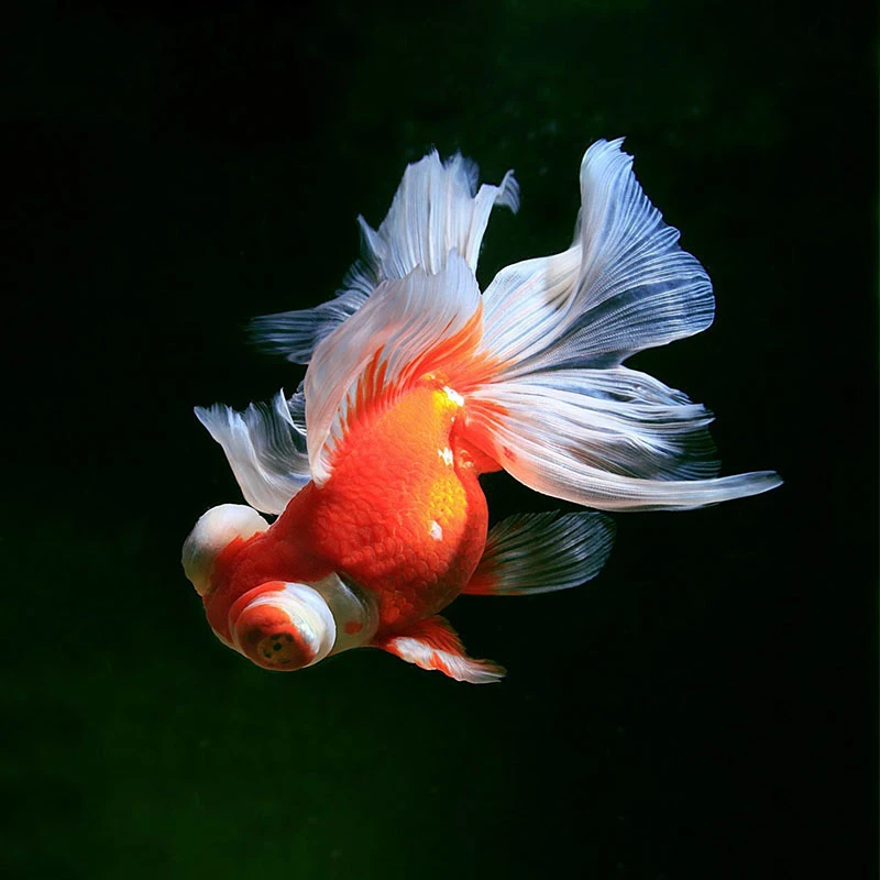 观赏鱼兰寿泰狮玛丽好养耐活小金鱼