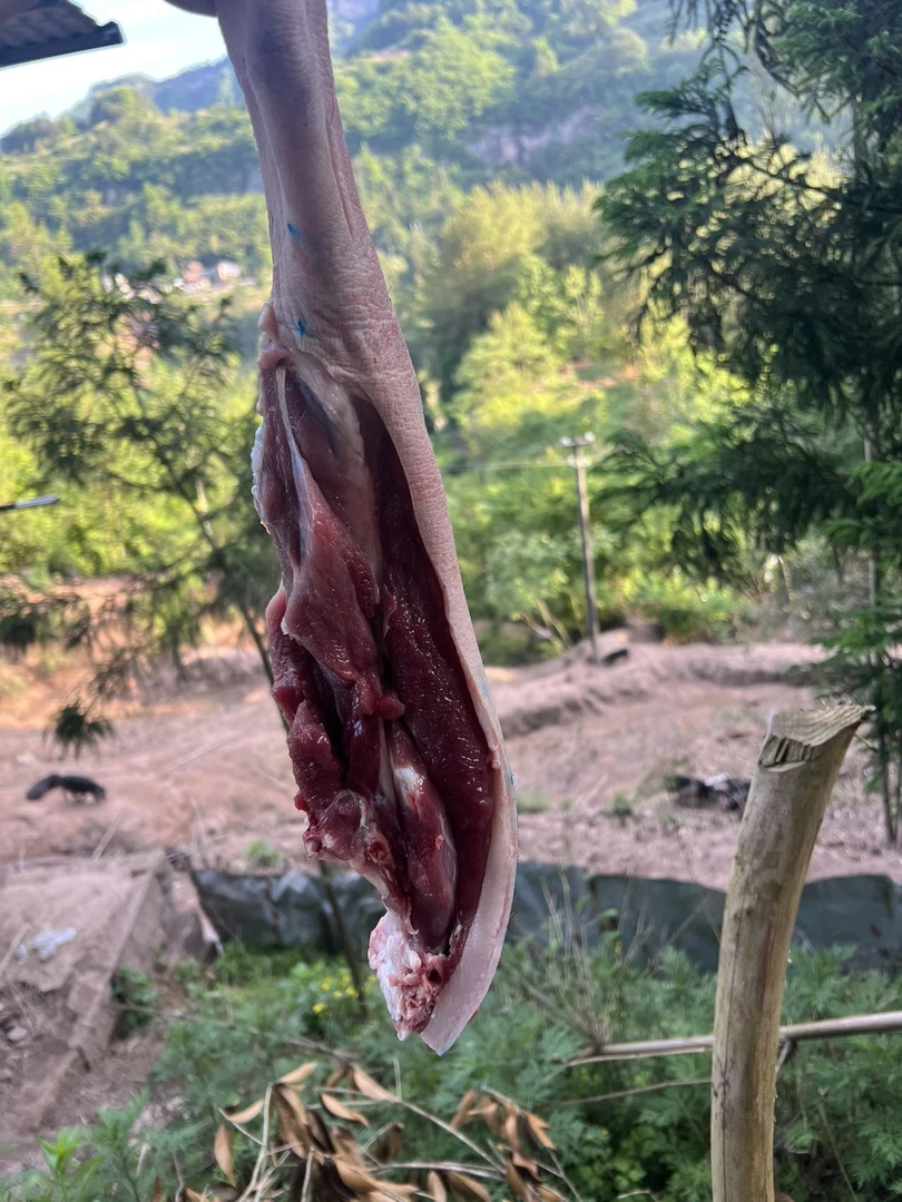 （B链接）生态散养土黑猪顺丰包邮