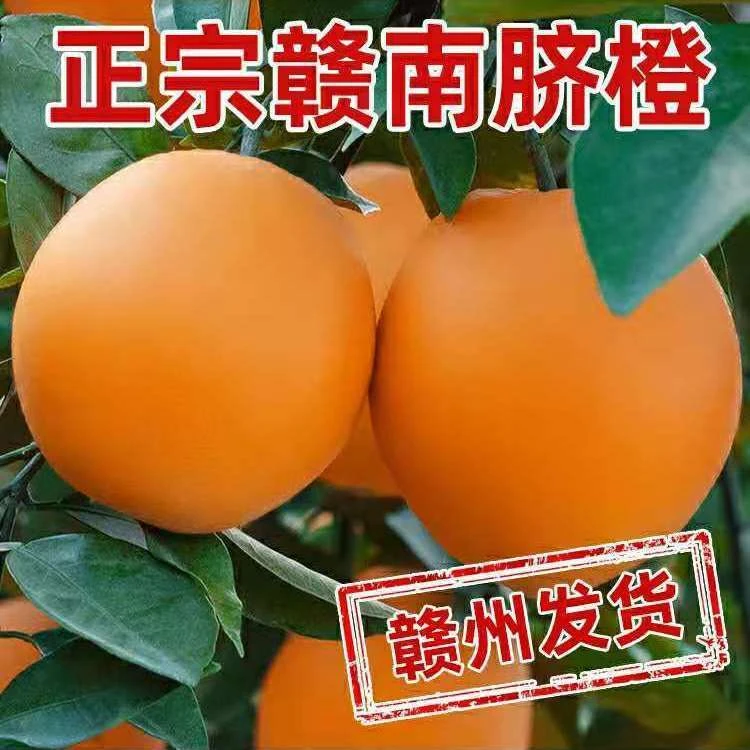 3精品果送人正宗江西赣南脐橙甜橙子水果采摘阳光新鲜自然香甜