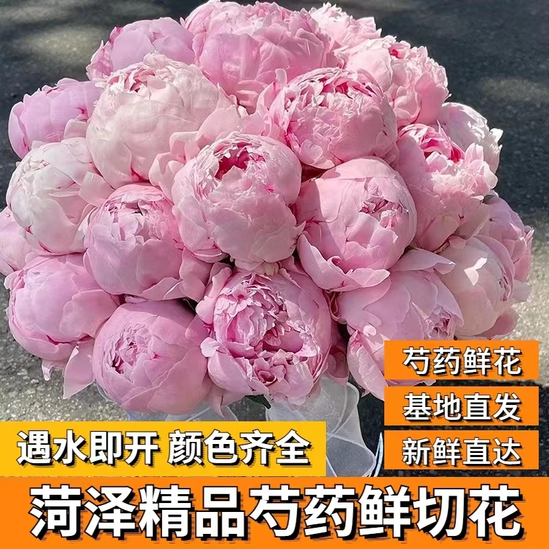 芍药鲜花花束重瓣鲜切花牡丹插花客厅室内花期超长的鲜花植物花卉