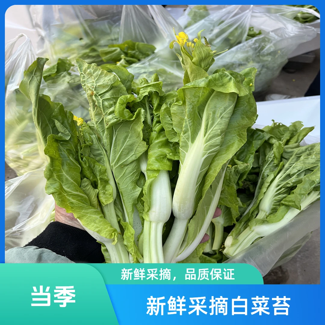 湖北时令新鲜蔬菜白菜苔白菜心现摘现发打霜的蔬菜