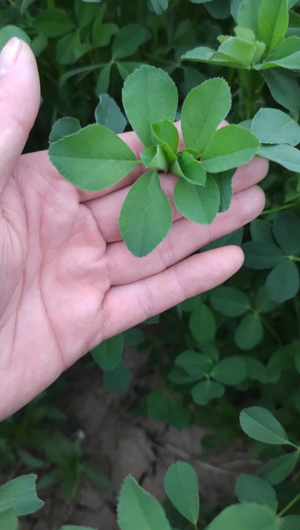 多年生牧草紫花苜蓿营养价值高养殖牛羊驴马的牧草