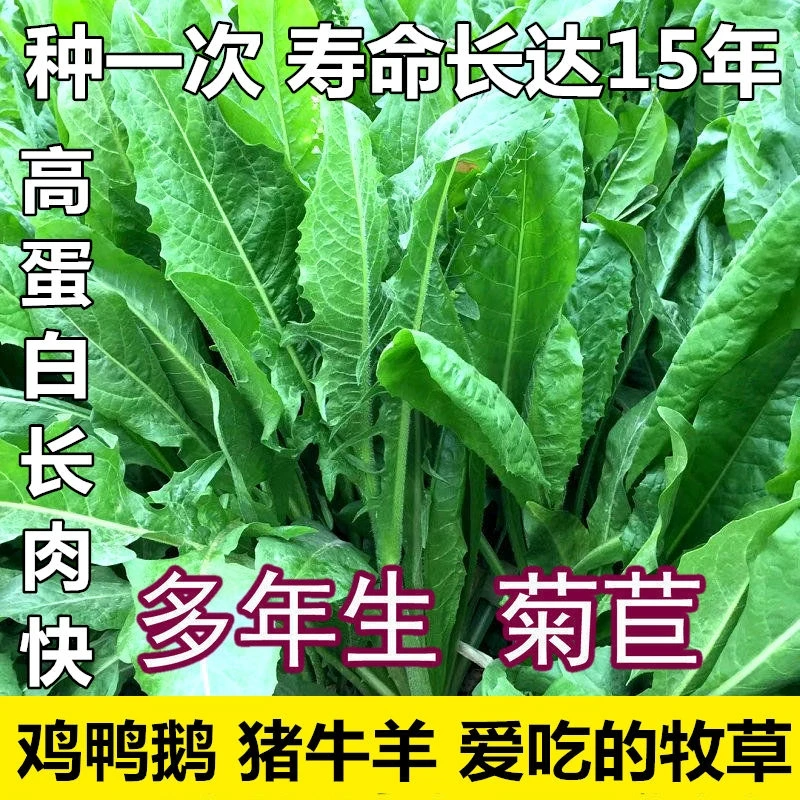 菊苣种一年生长15年养殖鸡鸭鹅鱼猪高蛋白牧草种子