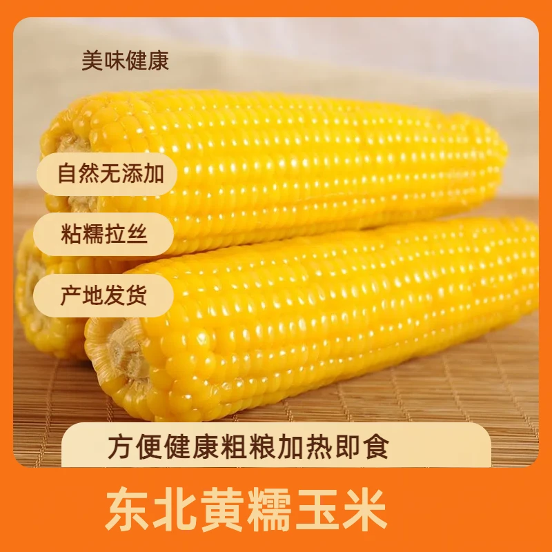 试吃一根 东北新鲜黄糯10根260-300g粘糯玉米粗粮减脂主食减脂餐