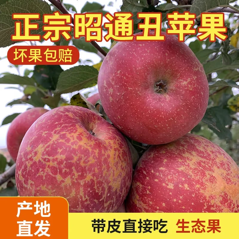 云南昭通丑苹果溏心高山苹果甜脆可口坏果包赔平安果