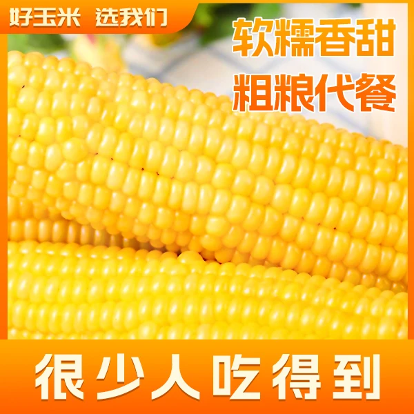 【2025新玉米】东北粘糯黄玉米十根粘糯香甜260g起粗粮减脂减脂餐