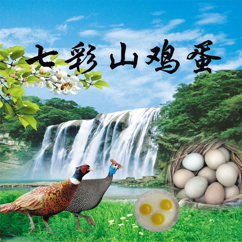 七彩山鸡双黄鸡蛋现捡现发孕妈妈宝宝鲜蛋营养健康30枚