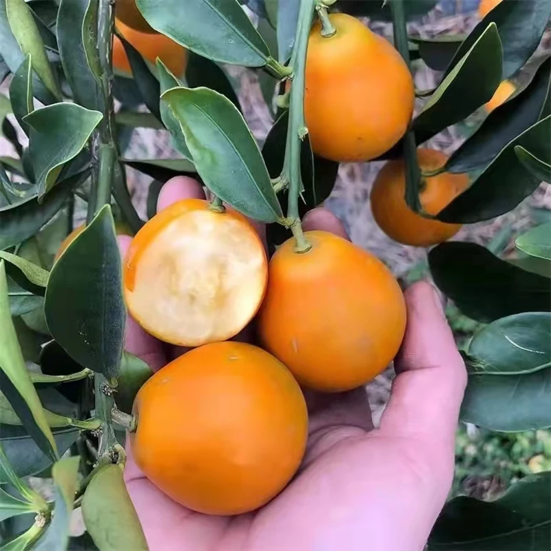 广西第三代脆蜜金柑树苗脆皮金桔树苗四季结果耐寒改良新品种带果