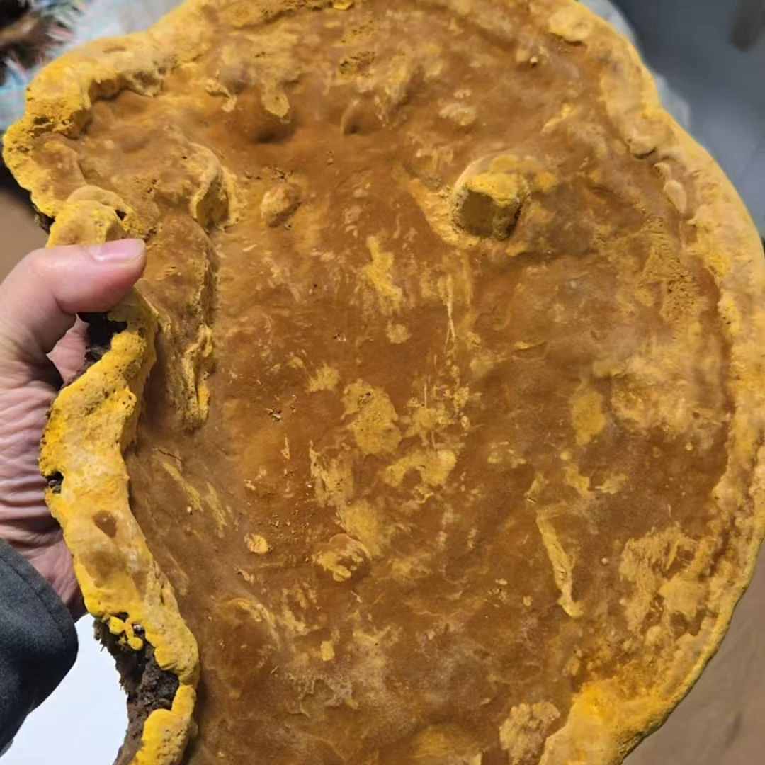 老黄西藏 正宗桑树桑黄整个现称为准500克