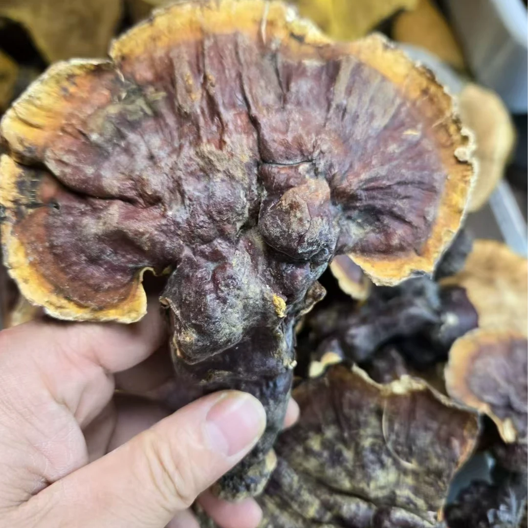 福利价 西藏波密白心白肉赤芝250克500克参之有瑕疵