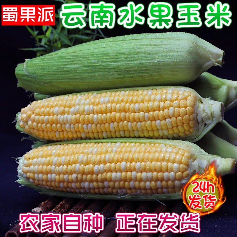 现摘云南新鲜水果玉米甜玉米嫩玉米新鲜玉米8斤清甜即食甜脆
