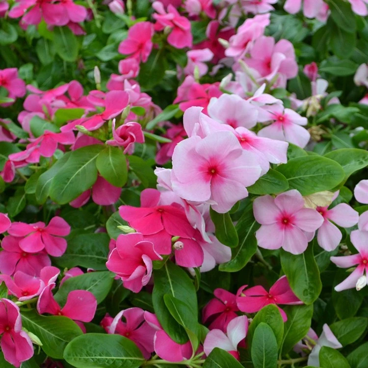 長偆花种子花种籽四季播种开花耐旱易种活花籽盆栽阳台庭院种孑