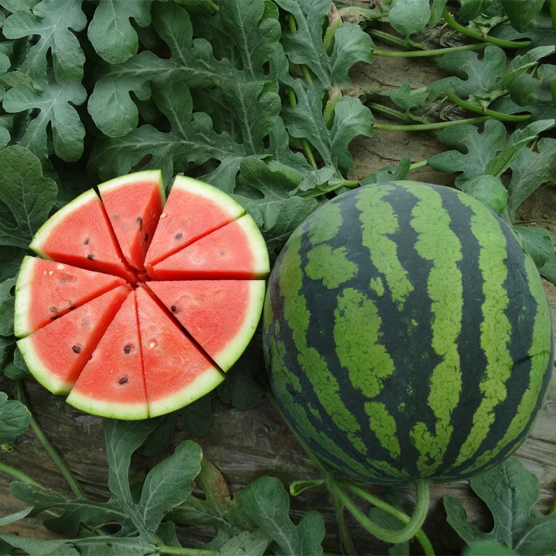 【新疆包邮】京欣王西瓜种子懒汉西瓜超甜春季夏秋四季种植西瓜种子