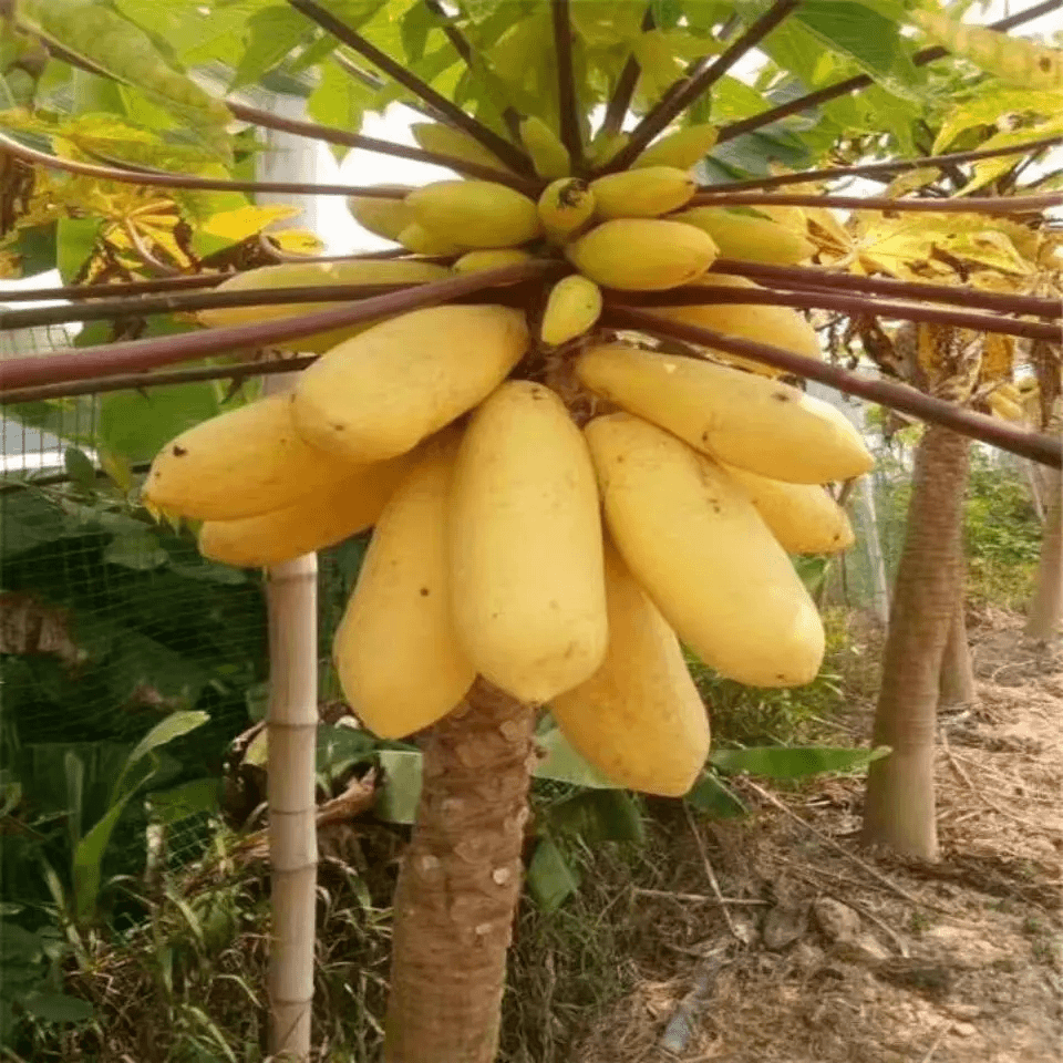 黄金奶油木瓜种子四季播种阳台盆栽小院种植简单夏季开花高产水果