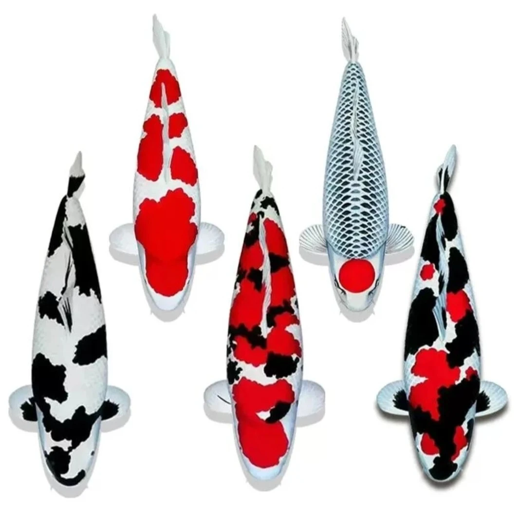 红白锦鲤鱼观赏鱼德系日系锦鲤红白冷水鱼好养耐活招财风水鱼水族